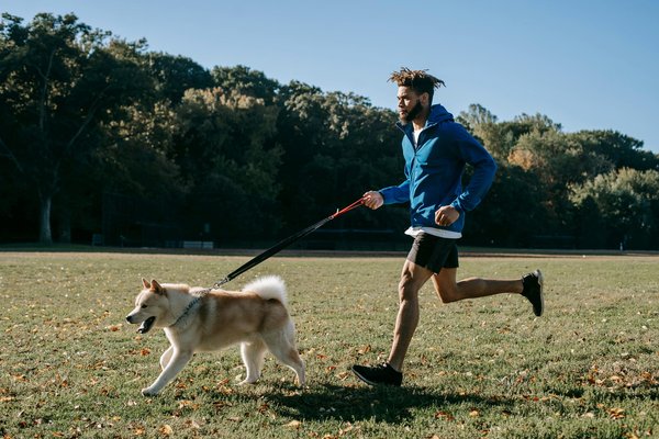 Choisir le bon fabricant français d'équipements pour sport canin